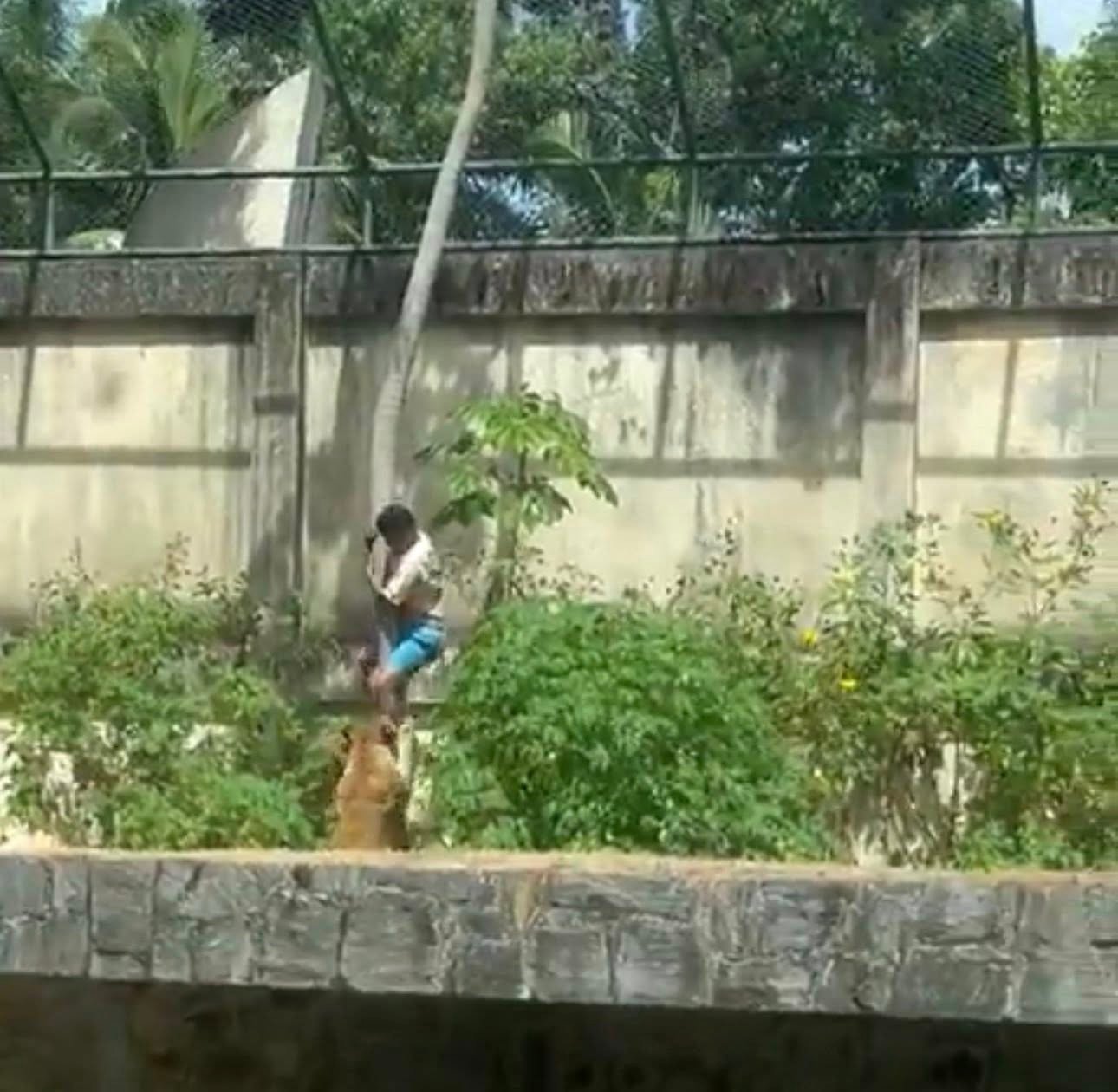 19-Year-Old Brazilian Dies in Zoo Incident Involving Lioness